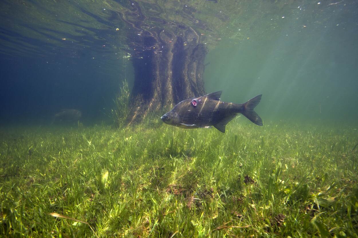 Een vis zwemt boven waterplanten