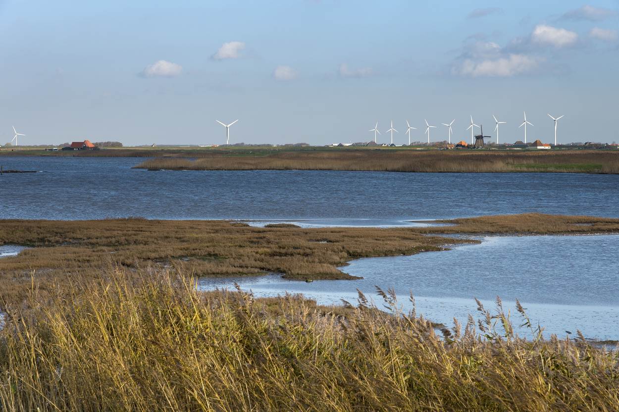 Begroeiing langs het water, met op de achtergrond windmolens