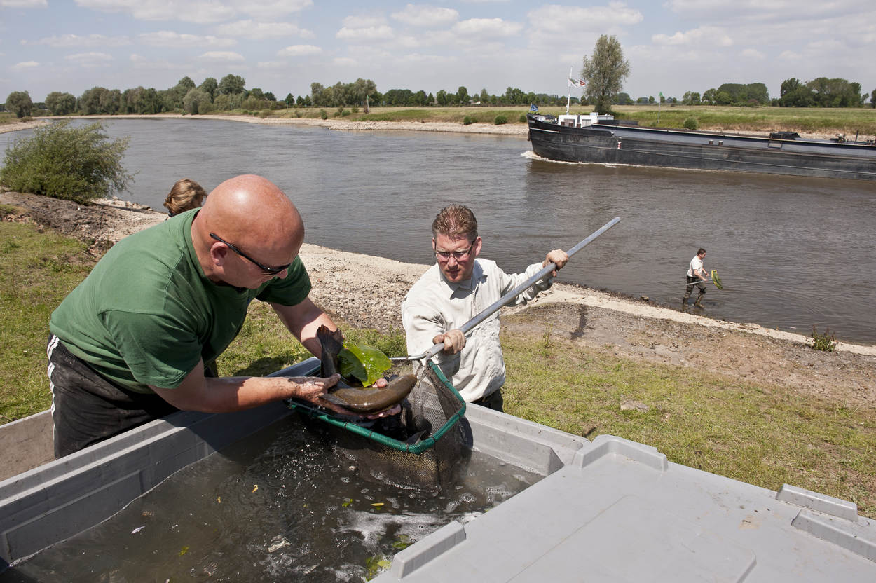 Een man pakt een vis uit een net dat een andere man vasthoudt. Op de achtergrond loopt bij een kanaal nog een man met een visnet.