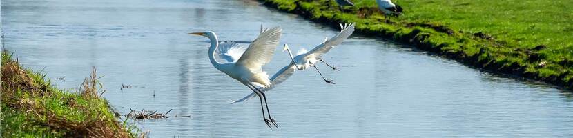 Zilverreiger vliegt over slootje