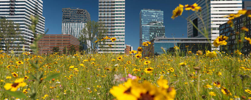 Bloemenveld met hoogbouw op de achtergrond