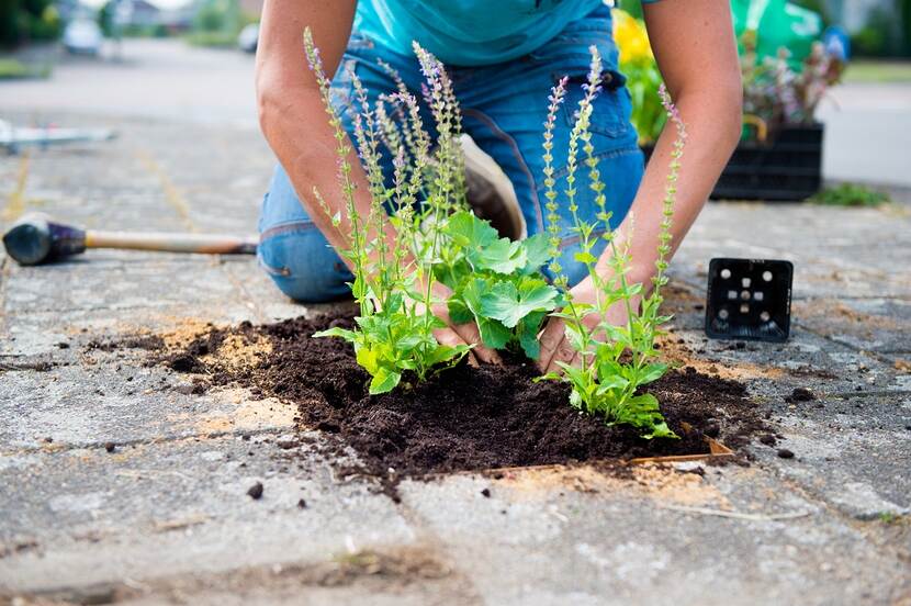 Iemand plant een plantje tussen stenen.