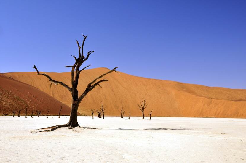 Dorre boom in woestijnlandschap
