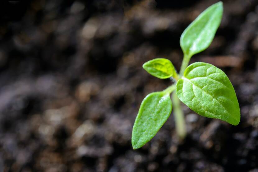 Een klein plantje groeit in aarde
