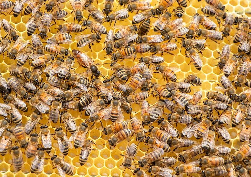 Bijen op honingraat