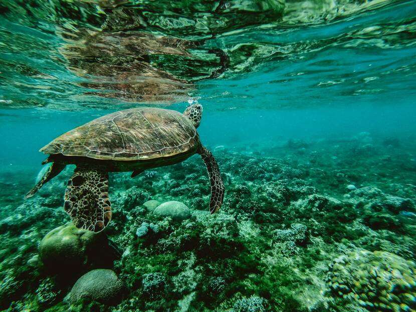 Zeeschildpad onder water
