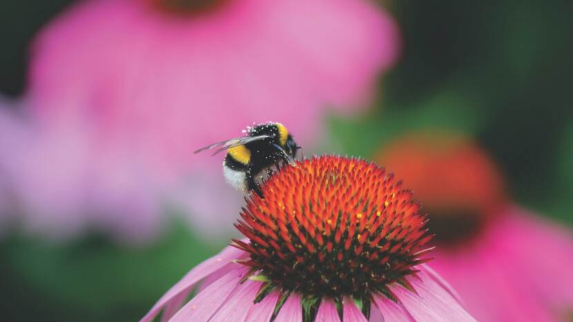 Hommel op Rode Zonnehoed