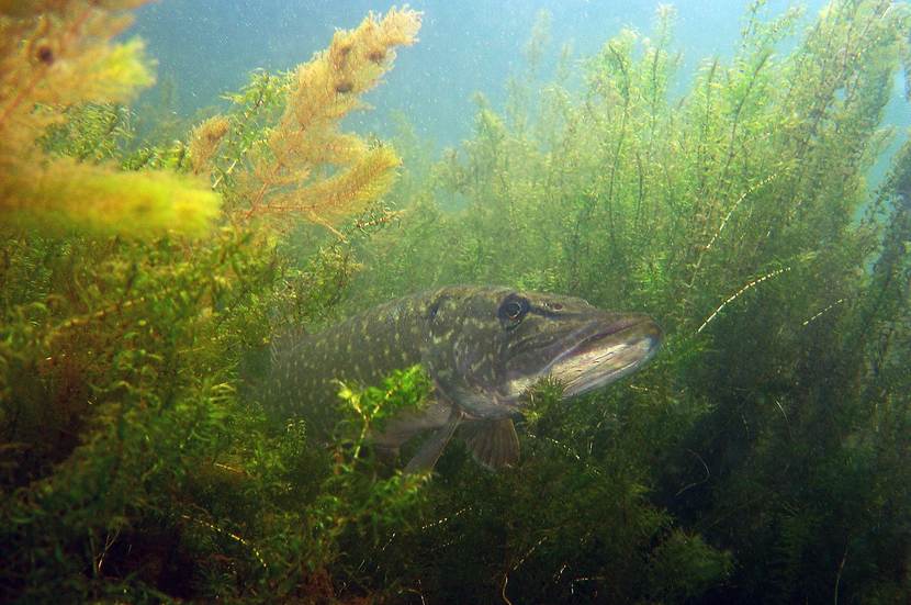 Snoek in het water