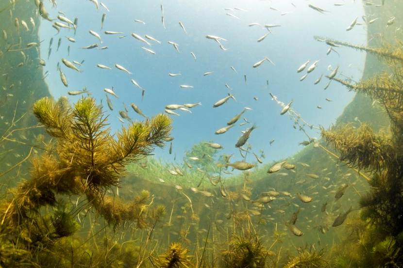 Vissen zwemmen tussen waterplanten