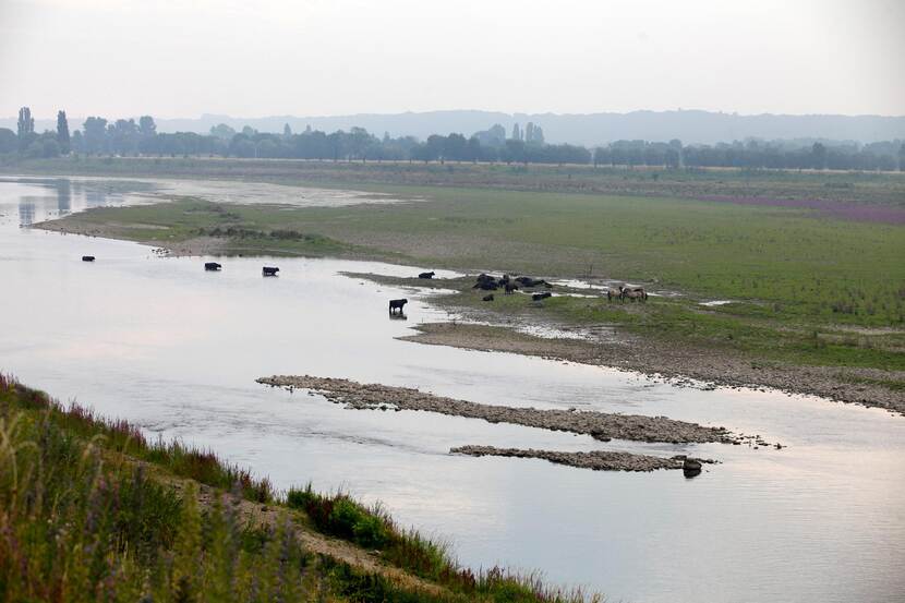 de Maas met lage waterstanden