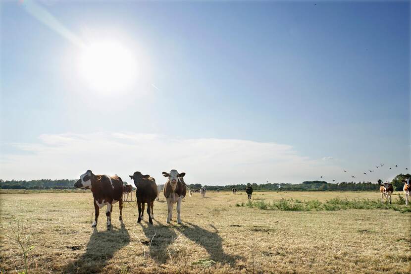 Koeien in landschap met zon