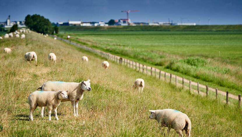 schapen op dijk