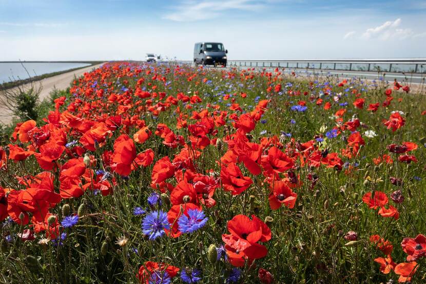 dijk met bloemen