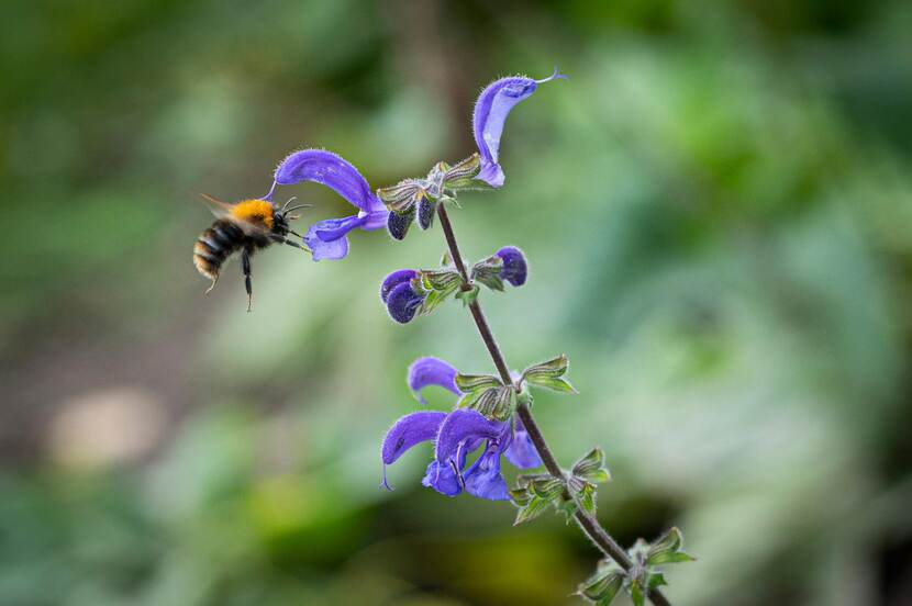 Hommel bij bloem