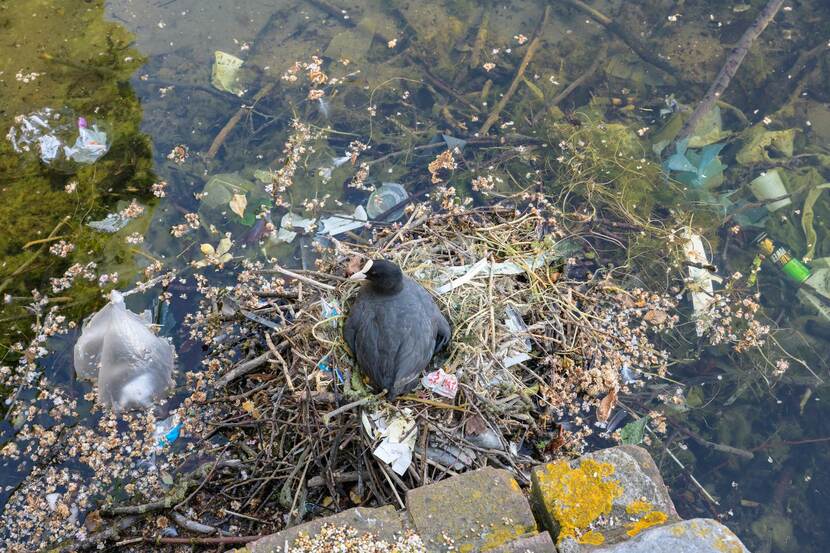 platsic soep met meerkoet in nest