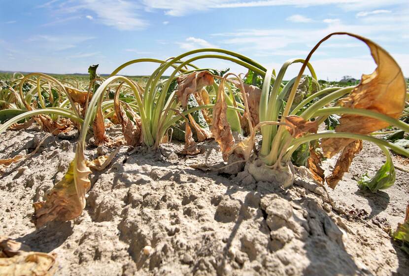 Verdorde planten die in uitgedroogde aarde staan.