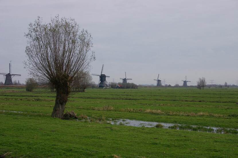 Kinderdijk. Een wilg op de voorgrond met daarachter Hollandse molens.