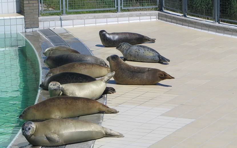 zeehonden in het pieterburen zeehondencentrum