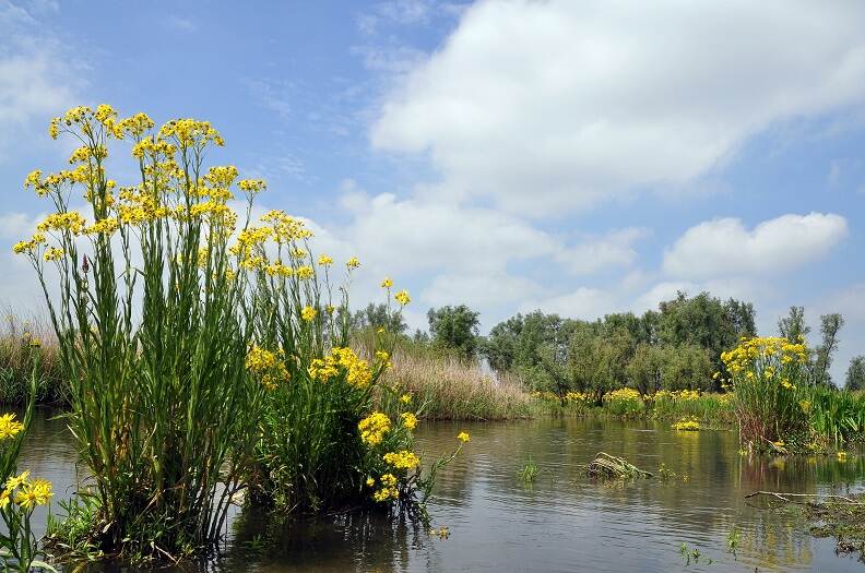 waterkant met bloemen