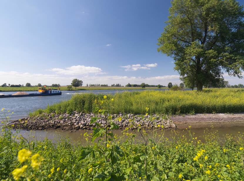 Waterlandschap met oever en gele bloemen