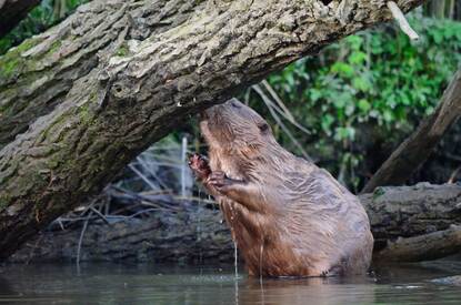 Bever bijt in boomstam