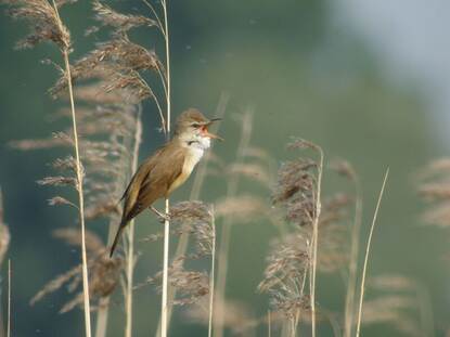 vogel met riet