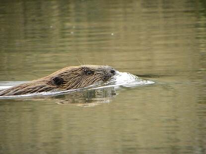bever zwemt in water