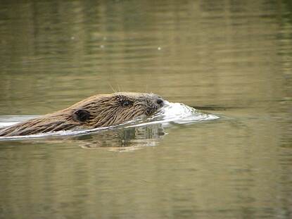 bever zwemt in water